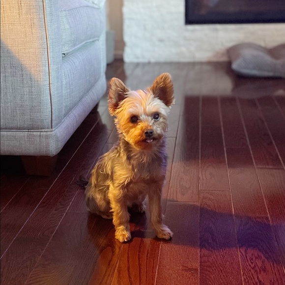 Meet your Posher, Happy - Picture 1 of 1